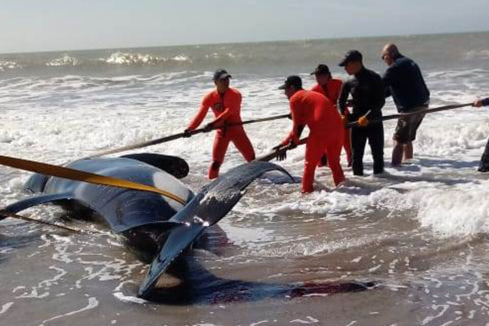Las orcas encallaron en las playas de La Caleta y Mar de Cobo, localidades ubicadas en el partido de Mar Chiquita