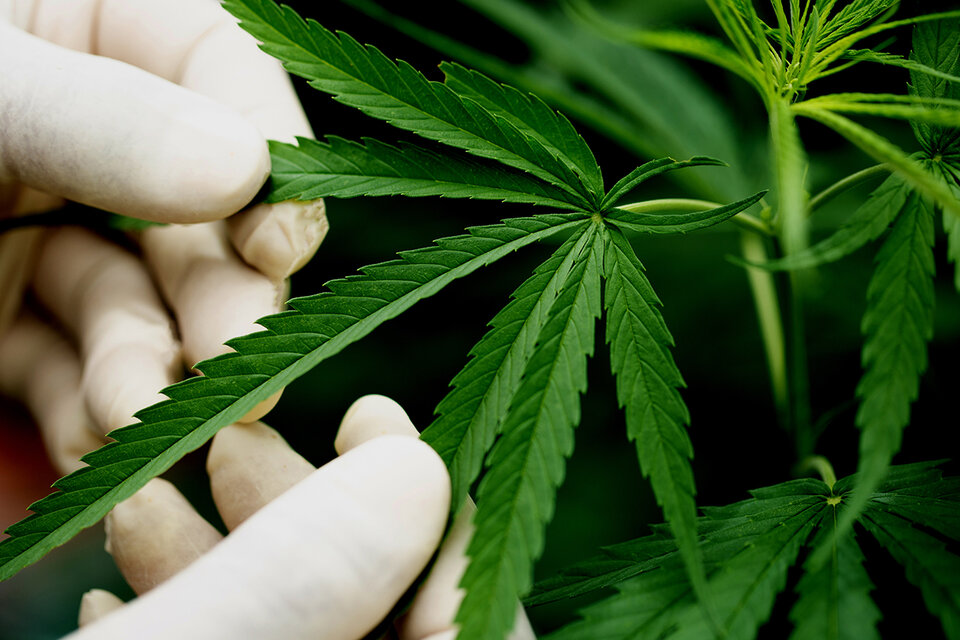 Cannabis: Los 5 puntos del acuerdo para su regulación legal