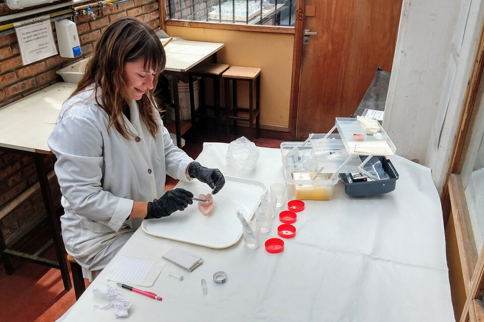 Gabriela Delpiani analiza un filet en el laboratorio.