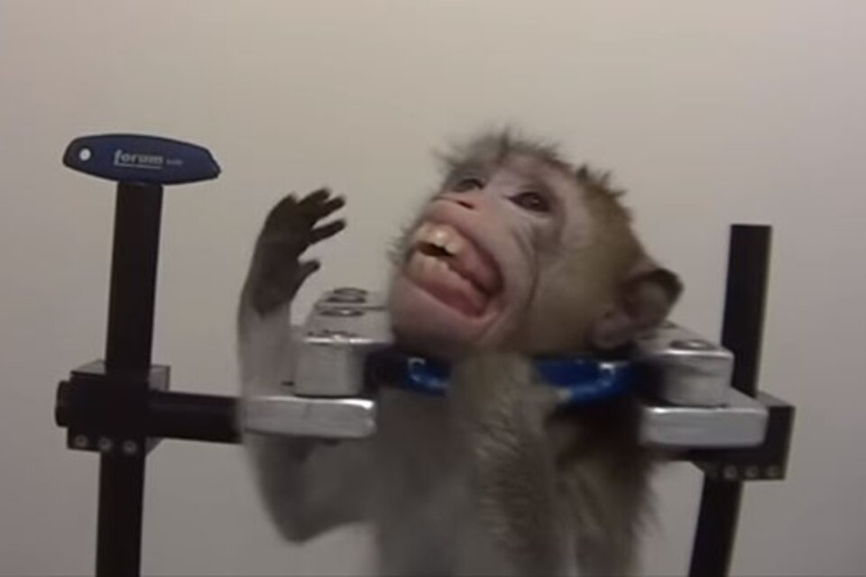 Uno de los monos sometidos a tratos crueles en el laboratorio