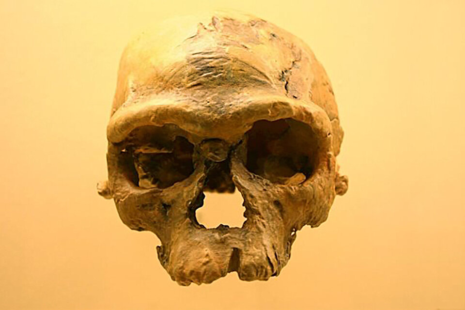 El cráneo del homo sapiens hallado en Marruecos. (Fuente: Wikimedia)