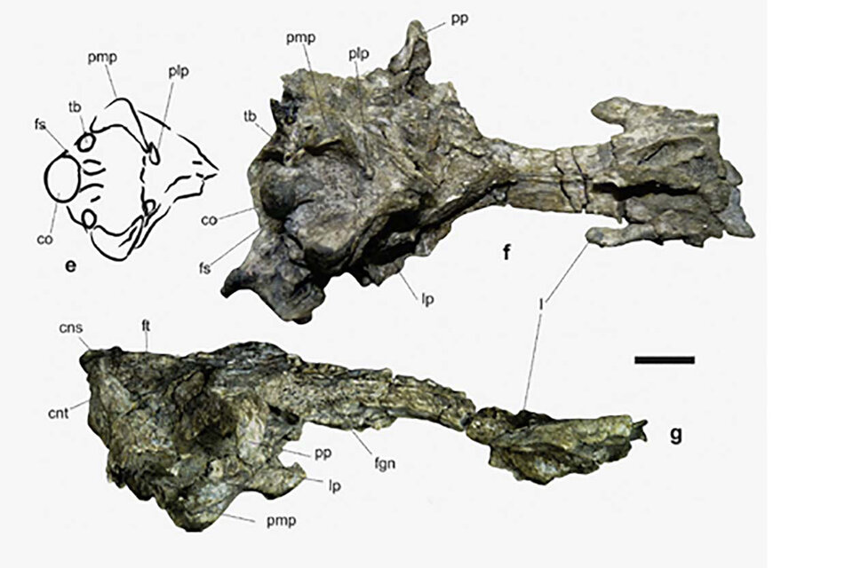 Los restos del cráneo del pingüino gigante hallado en la Antártida. (Fuente: Télam)