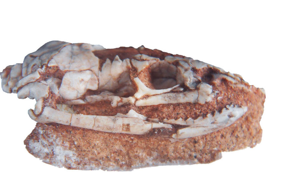 Un fósil de serpiente de 100 millones de años, con patas