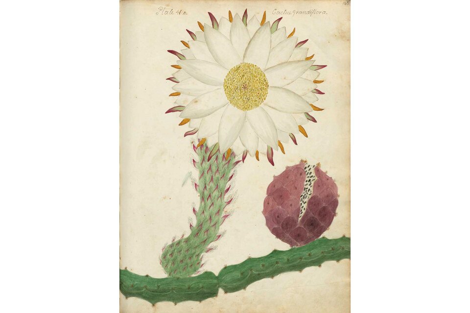 Una de las ilustraciones que Anne realizó para el manuscrito de sus descubrimientos botánicos.