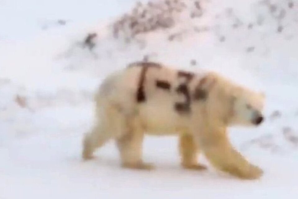 Un graffiti en un oso polar causó indignación entre los ambientalistas 