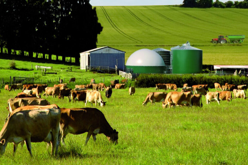 El gobierno francés debió comprometerse ante los productores a que "no se firmará" el tratado si no se garantizan las condiciones de producción del ganado.