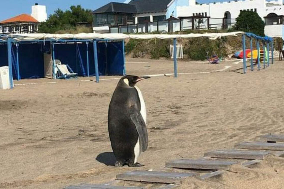 Insólita aparición de un pingüino en Miramar 