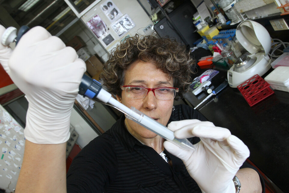 La investigadora Andrea Gamarnik es especialista en el estudio molecular del virus del dengue. (Fuente: Leandro Teysseire)