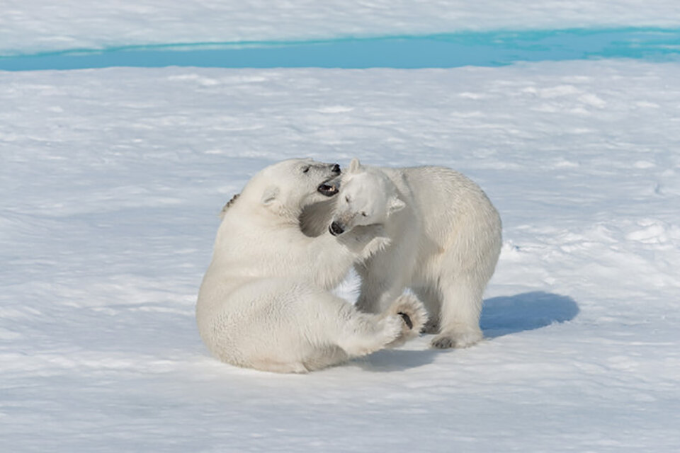 Debido al calentamiento global es cada vez más frecuente el canibalismo entre osos polares.
