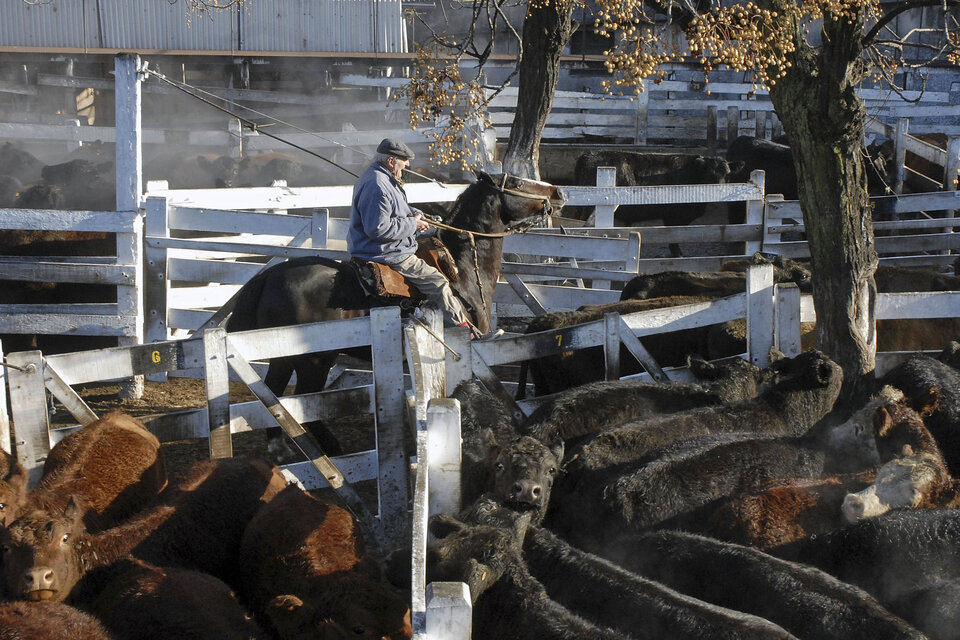 Lo habitual en Liniers para un lunes es el ingreso de 150 a 200 animales, pero en esta ocasión fueron 2516. (Fuente: NA)