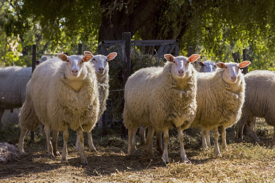 Pese al beneficio para los productores de carne y lana ovinas, los dirigentes de CRA en Santa Cruz adhirieron al cese de ventas.