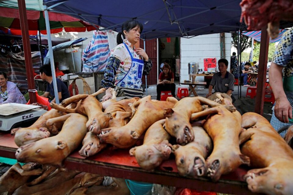 Una imagen usual que dejará de serlo en Shenzhen: la venta de perros para comer.  (Fuente: EFE)