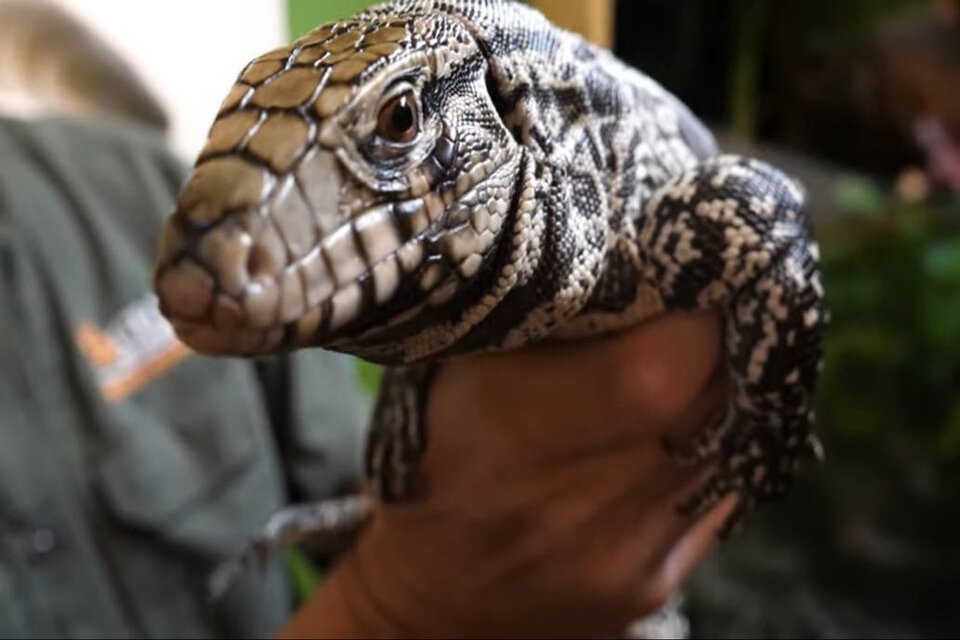 Uno de los lagartos overos que generan preocupación en Estados Unidos. (Fuente: Georgia Wildlife)