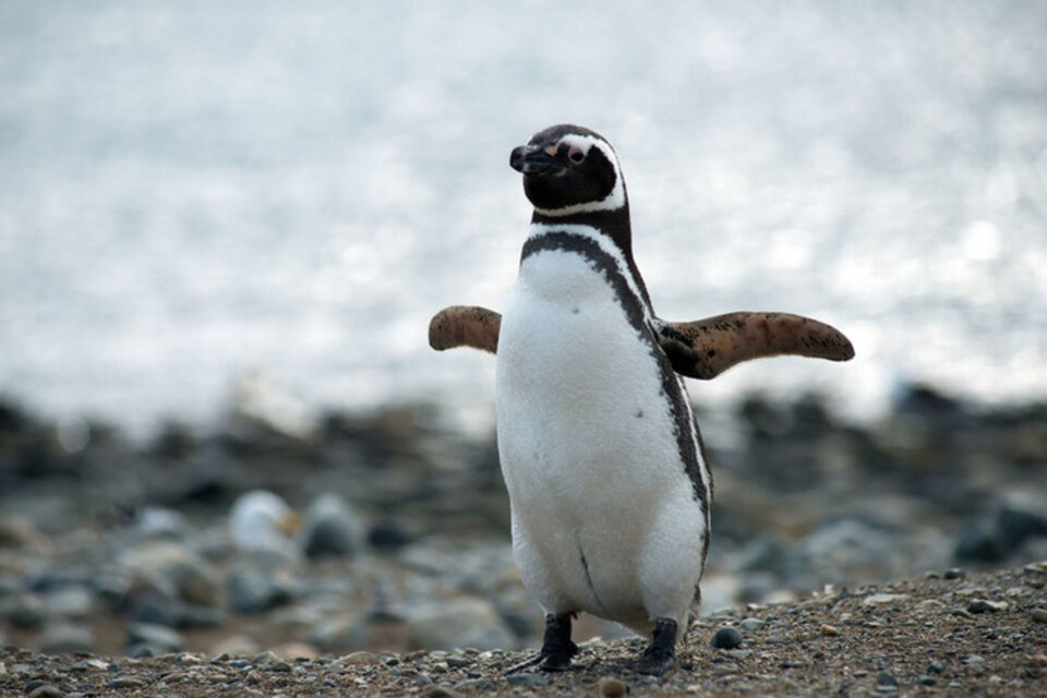 El Pingüino de Magallanes, la especie que quieren preservar en la provincia más austral del país.  (Fuente: Twitter)