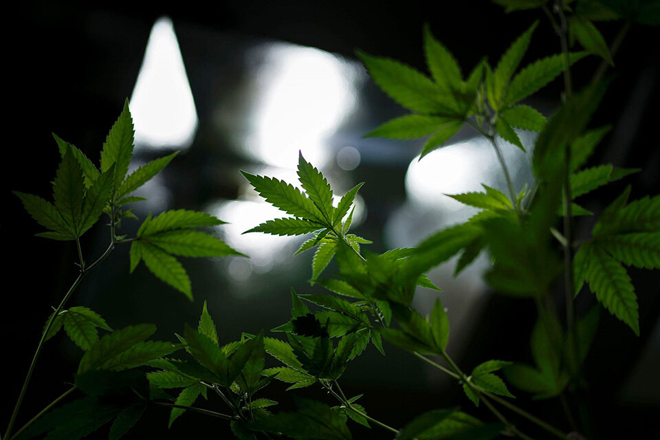 El MInisterio de Salud será la autoridad  que valide la legitimidad del cultivo de cannabis