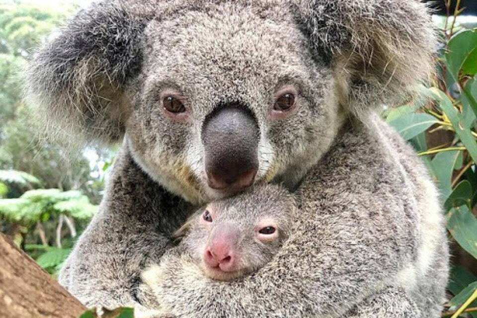 Nació el primer koala en Australia tras los incendios forestales 