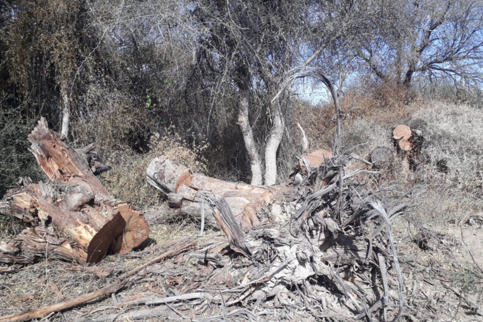 Algarrobos destruídos en el loteo Pueblo Nuevo 