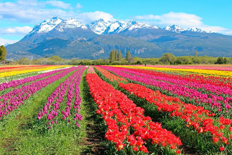 Un campo de 2 millones de tulipanes está por florecer en la Patagonia