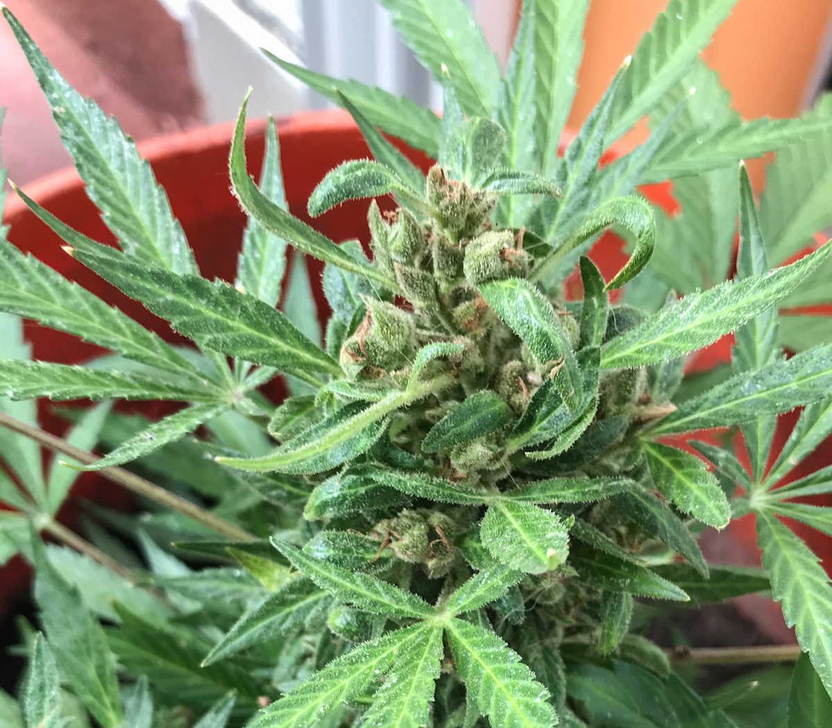 El Porro Y La Cuarentena Cannabis Y Coronavirus Página12