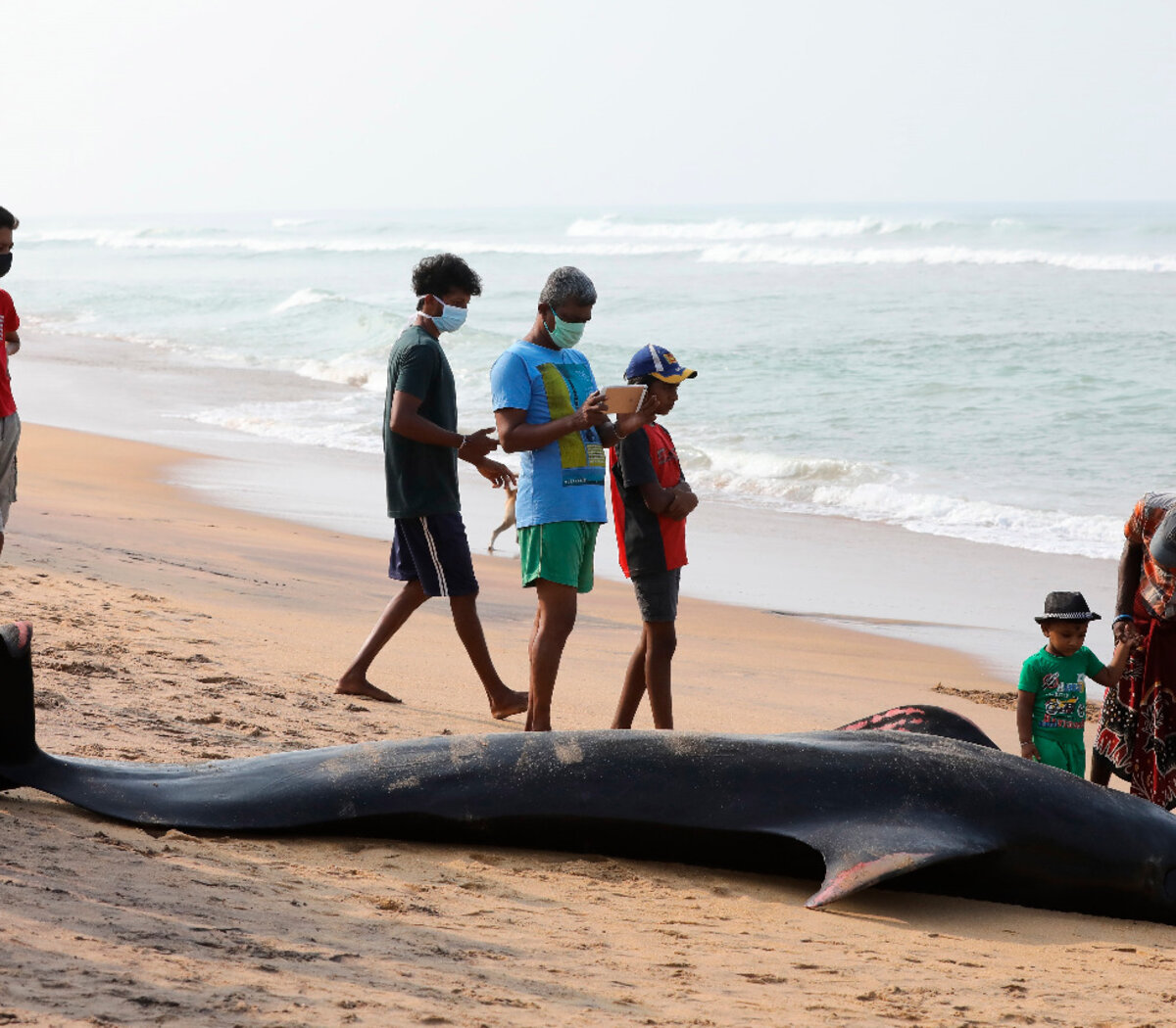 El Misterioso Caso De Las 1 Ballenas Que Quedaron Pagina12