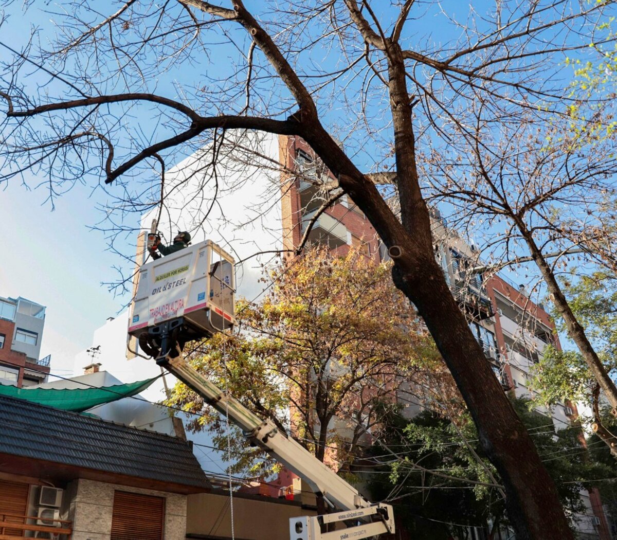 Un fallo de Cámara ordenó frenar la poda de árboles en la ciudad | Hasta  que el gobierno porteño cumpla con la ley de arbolado | Página12