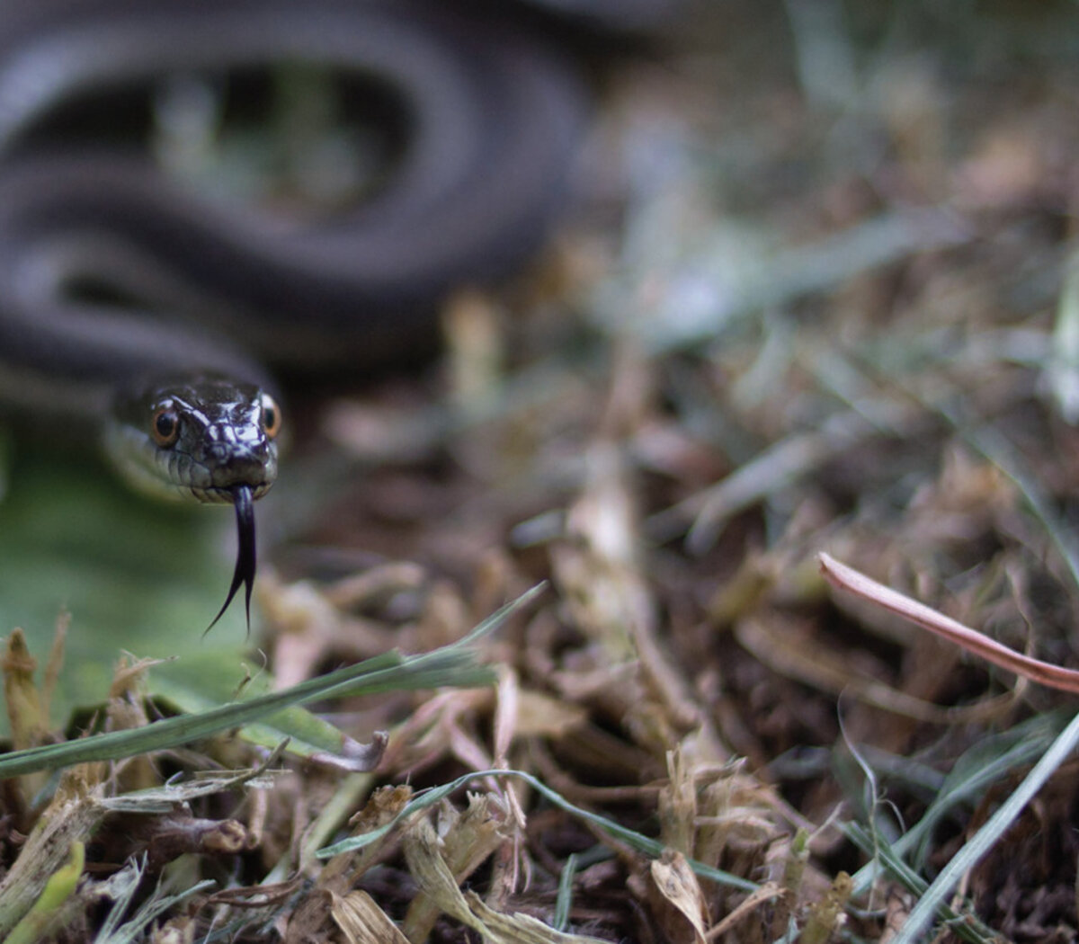 La musarana, serpiente amenazada por mitos, leyendas y costumbres | También  se la conoce como viuda, víbora luta o mamona | Página|12