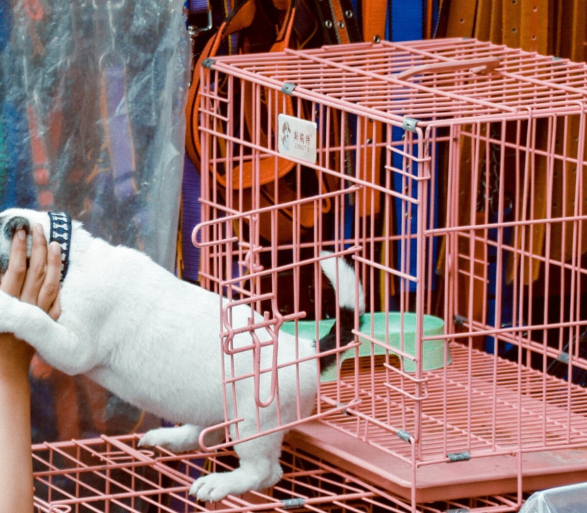 En Francia se prohibió la venta de perros y gatos en tiendas - PlayGround