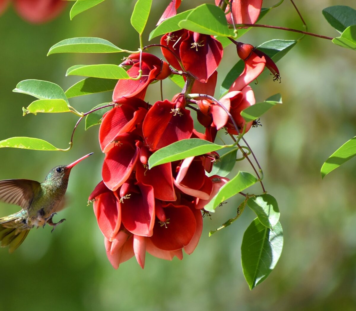 Día de la Flor Nacional: el ceibo, un distintivo de la Argentina | Por qué se le confirió ese carácter representativo del país | Página12 Día de la Flor Nacional: el ceibo, un distintivo de la Argentina | Por qué se le confirió ese carácter representativo del país | Página12