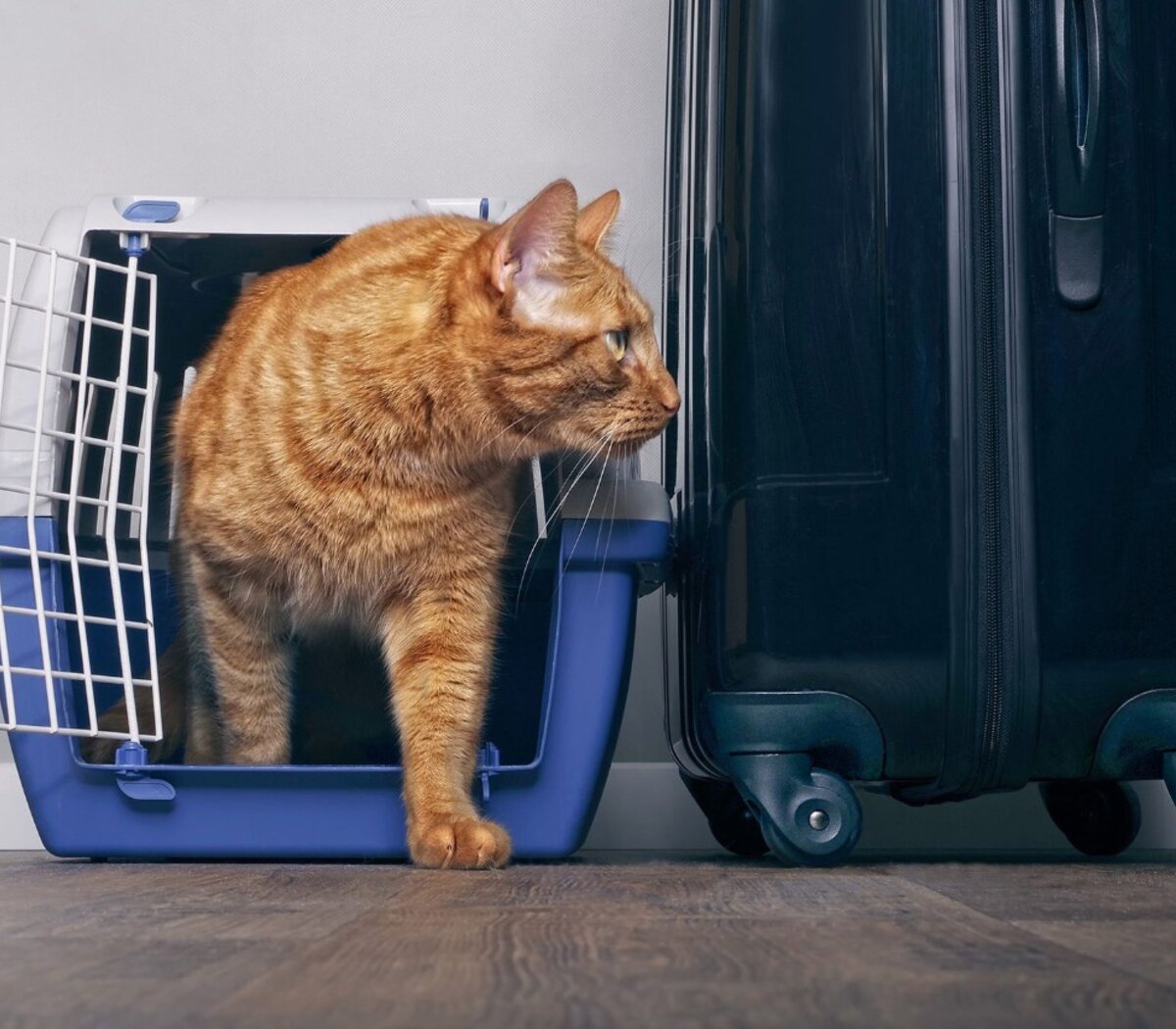 Cuánto equipaje puedo llevar viajando en tren, avión o micro, embalajes y  cómo trasladar a mi mascota | Verano 2022 | Página12