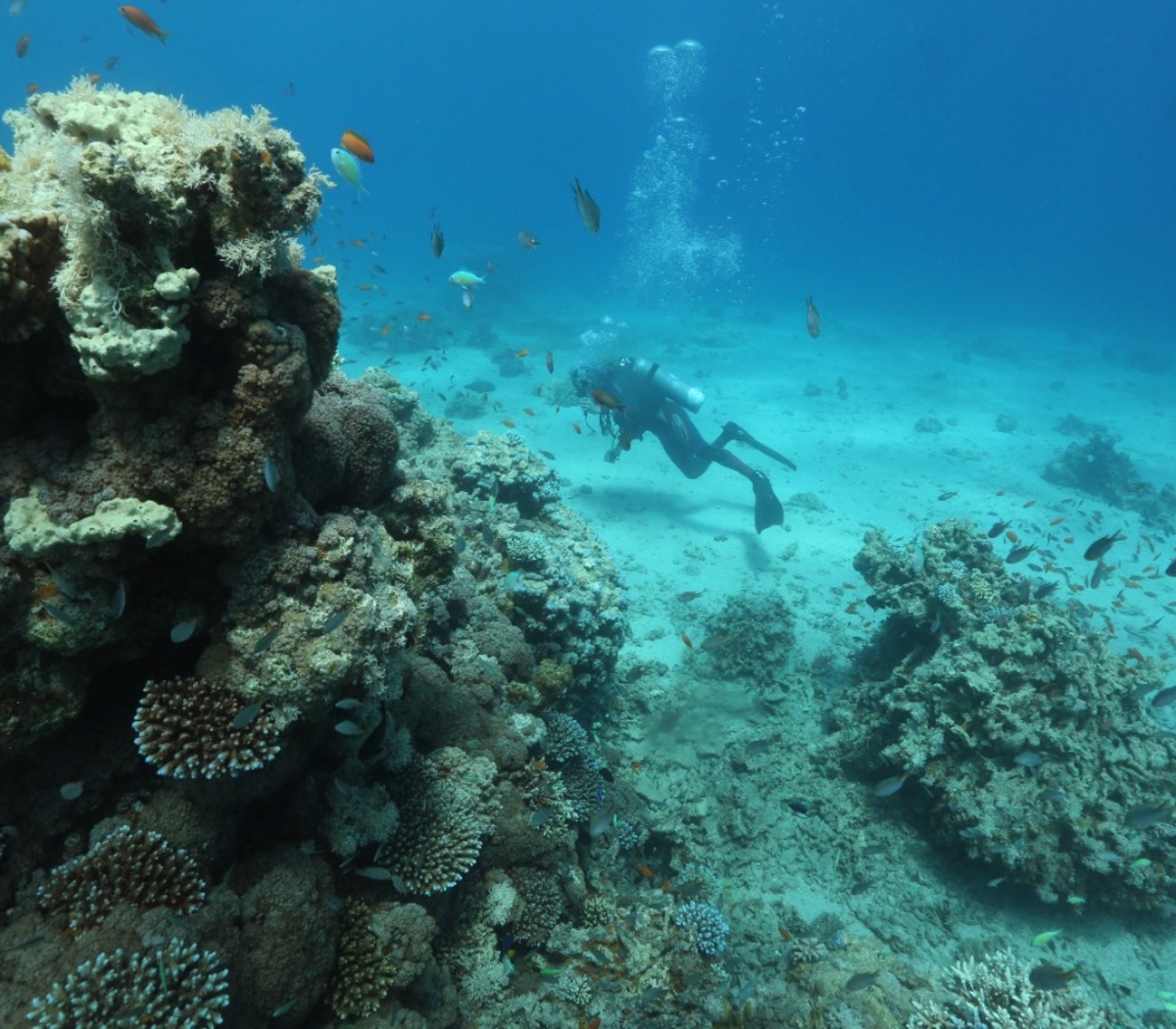 La Unesco va al rescate de los arrecifes coralinos | El calentamiento  global y la extinción de los corales | Página|12