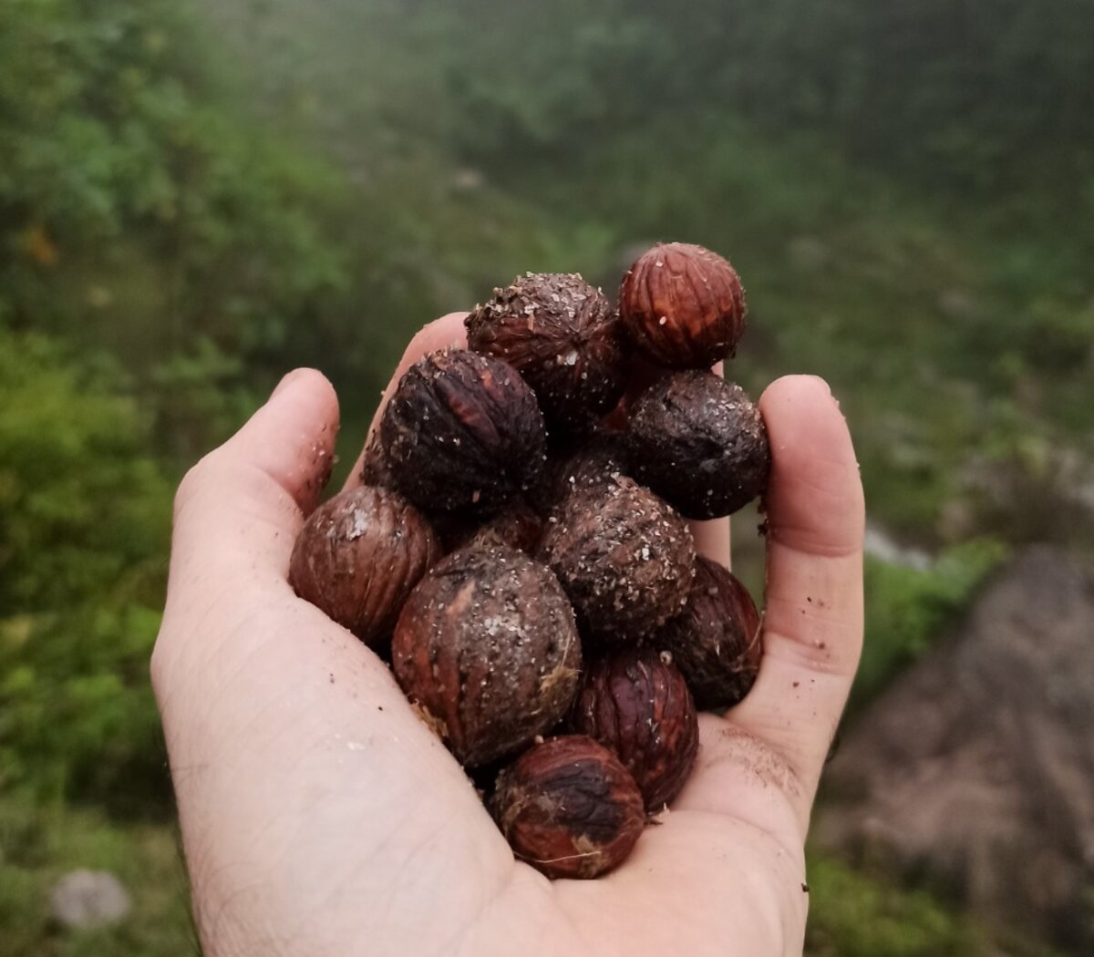 Nogal criollo: el árbol de la nuez autóctona | Especies sin protección |  Página12