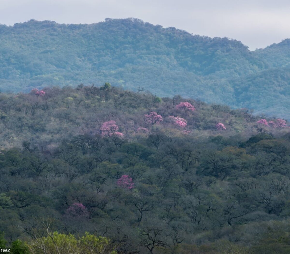 Lapacho rosado: características, hábitat, propiedades, usos