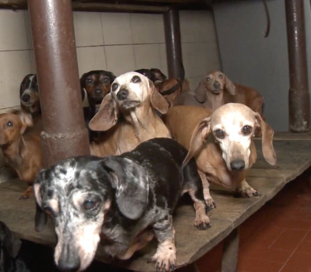 Tomar un riesgo Manhattan espía Caballito: rescataron a 55 perros salchicha que eran maltratados en un  criadero ilegal | Página|12