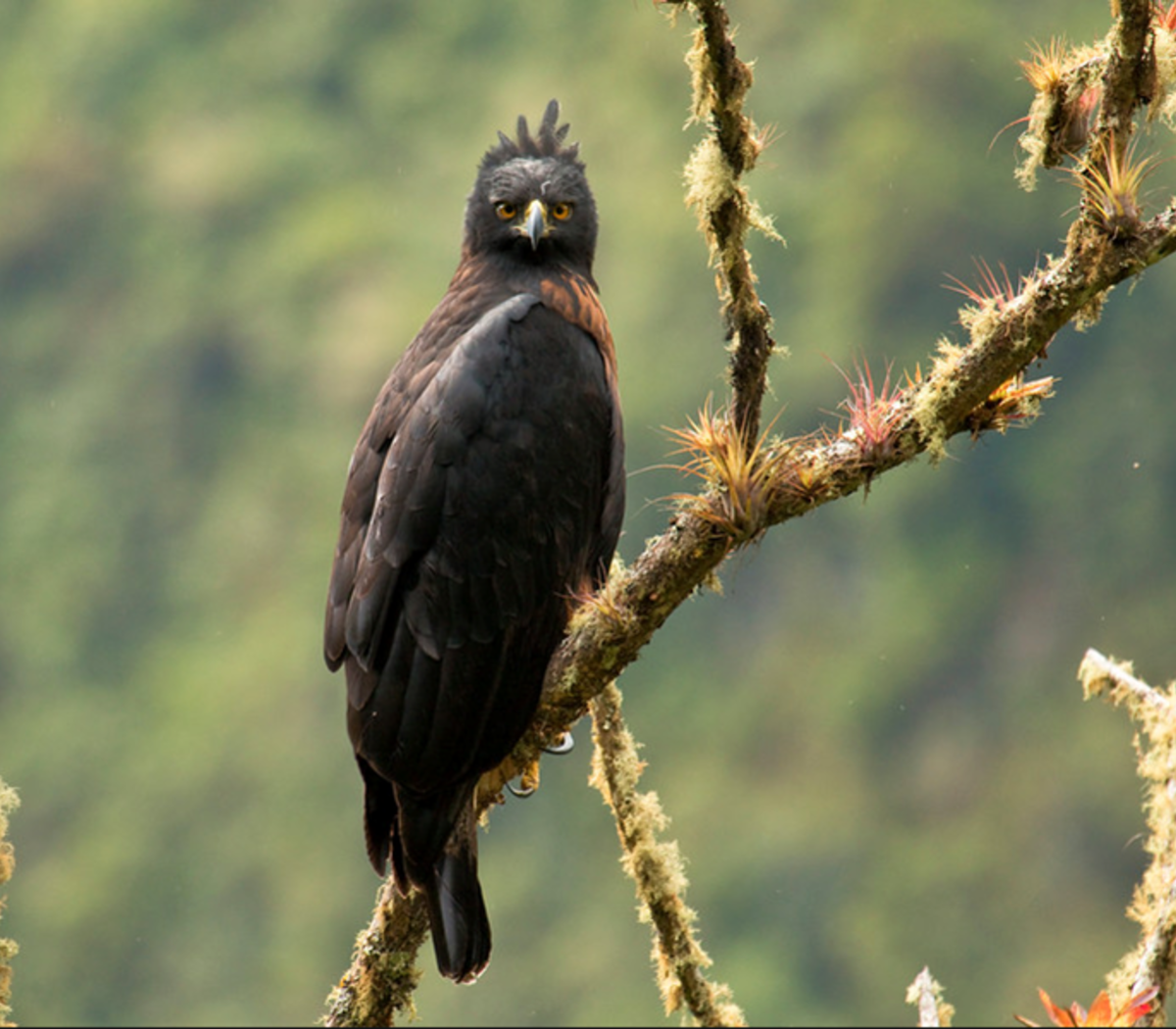 Águila Poma: una poderosa rapaz en peligro de extinción | Especies  amenazadas | Página12