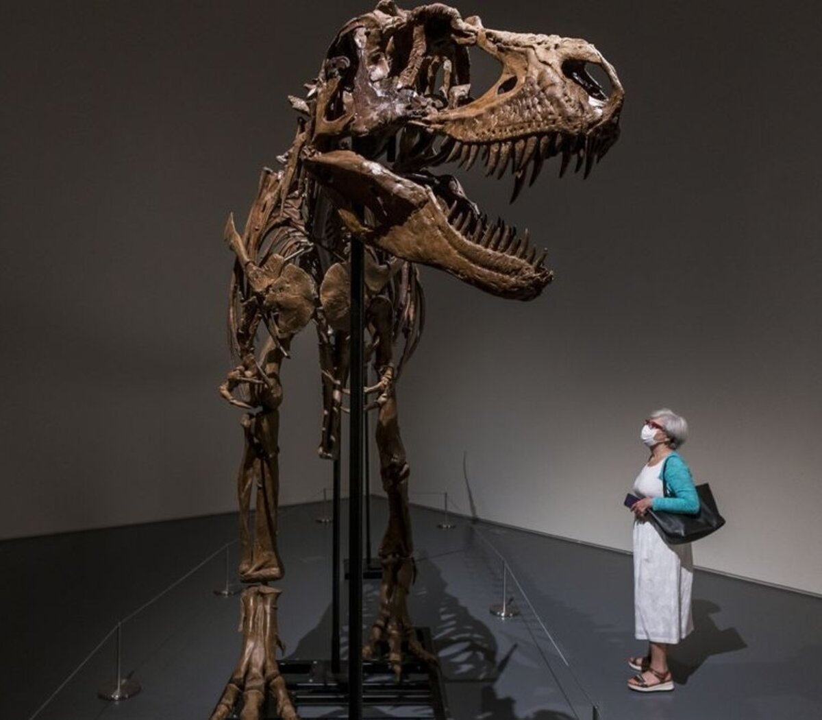 Subastan en Nueva York el esqueleto de un dinosaurio de hace 76 millones de  años | Página12