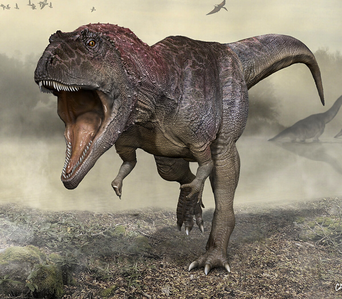 Meraxes: presentaron a un nuevo dinosaurio carnívoro gigante hallado en la  Argentina | Lleva el nombre de un dragón de Game of Thrones | Página12