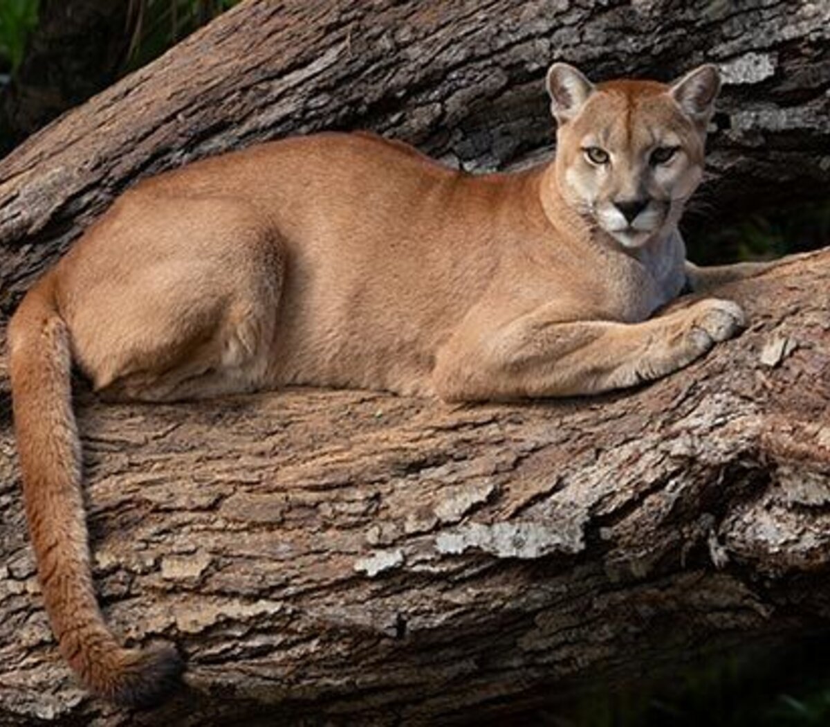 El puma: carnívoro esencial para los ecosistemas | Especies en ...