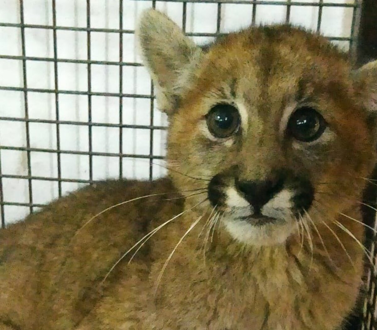 Santa Fe una vecina de Arequito encontro un puma cachorro atrapado en una alcantarilla Tiene aproximadamente 2 anos Pagina 12