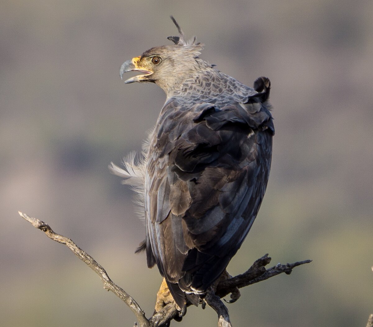 Águila coronada: existen menos de 1000 ejemplares en la zona | Especies en  peligro | Página12