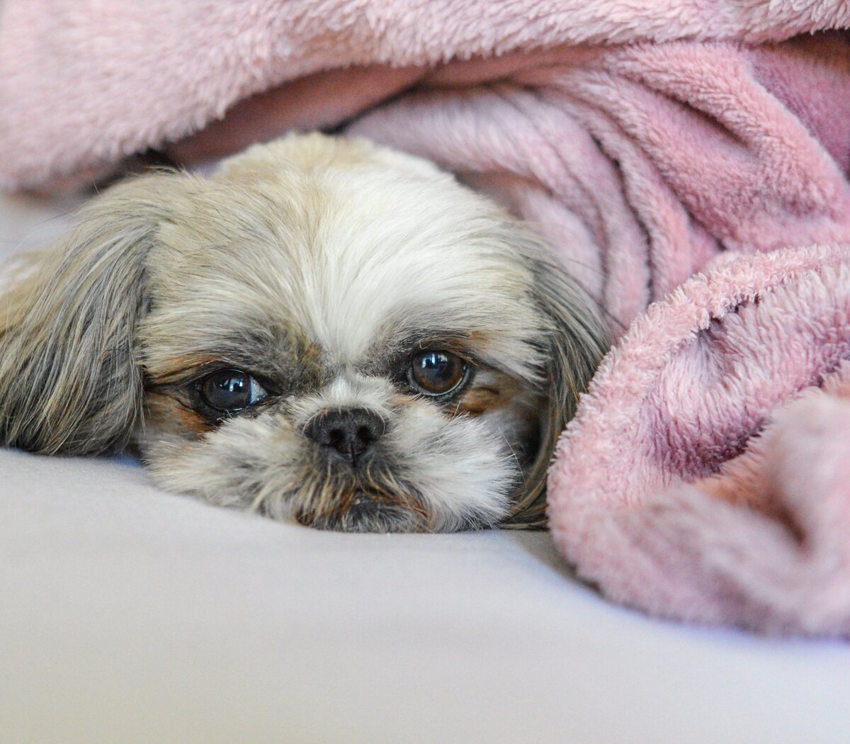 alquiler recoger galería 5 posibles causas por las que los perros orinan en la cama y cómo  solucionarlo | Consejos de los expertos | Página12