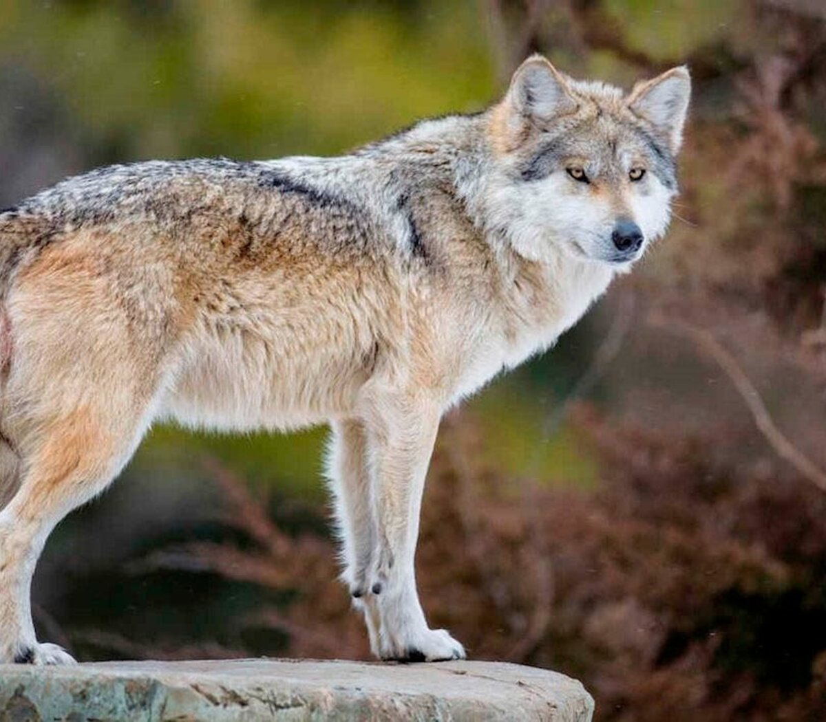 Lobos de Yellowstone: descubren que lo que convierte en líderes a algunos  ejemplares es un parásito | También a afecta a hienas y humanos | Página|12