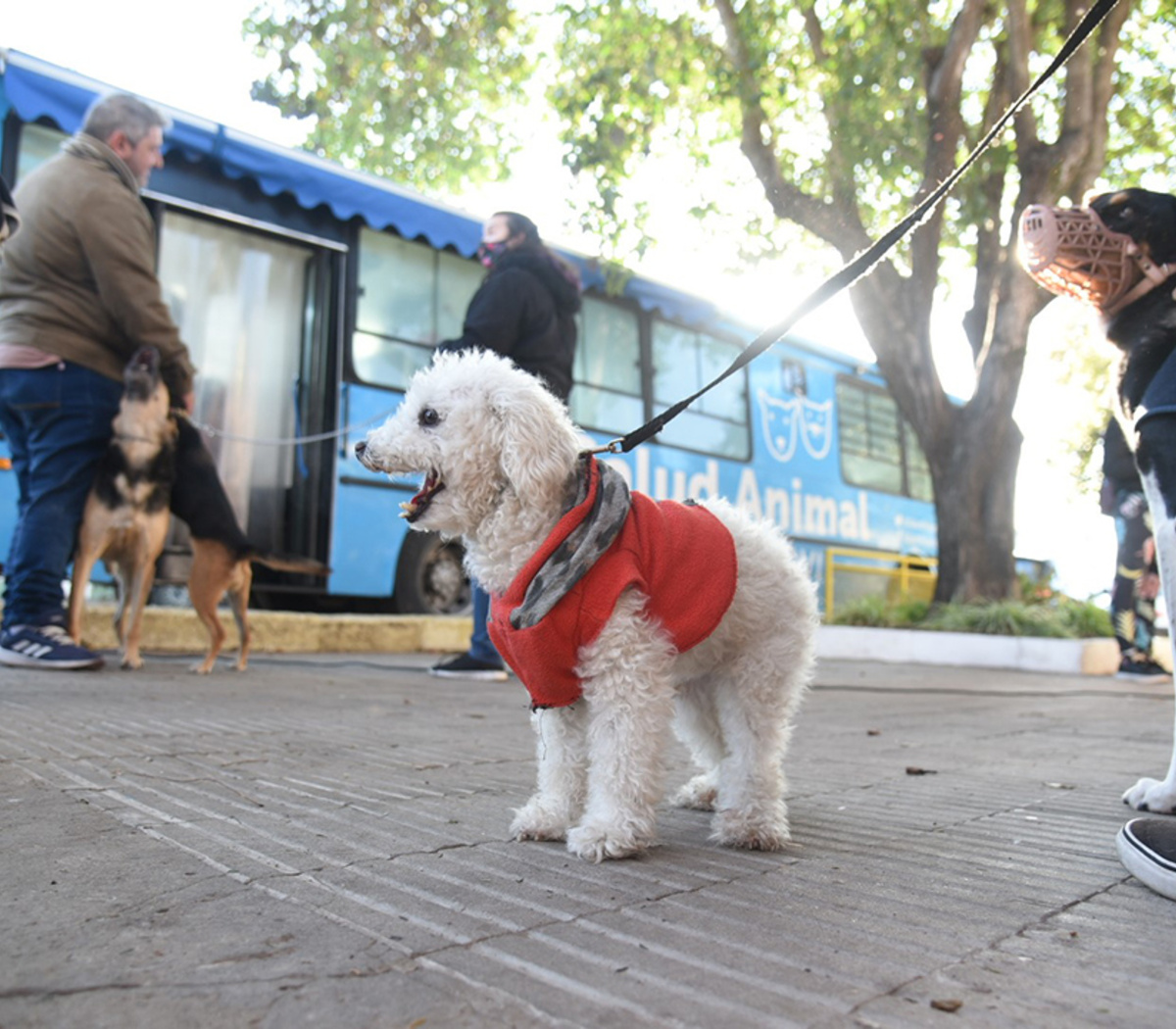 Salud y protección animal | Tareas desplegadas por el municipio durante 2022 | Página12