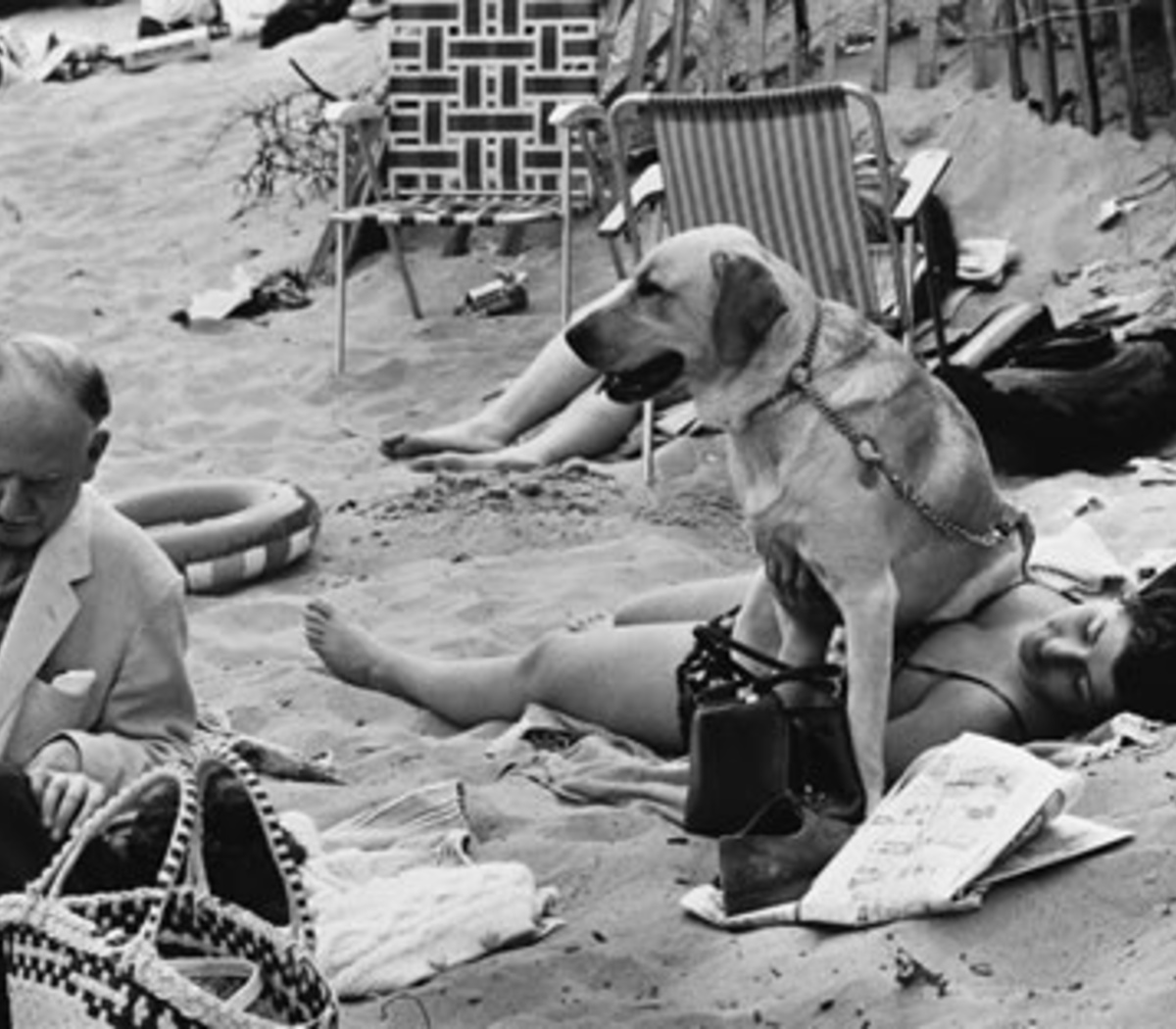 Shirley Baker (1932 – 2014), la fotógrafa que inventó aquello de retratar a  sus perros con sus dueños | RESCATES | Página12