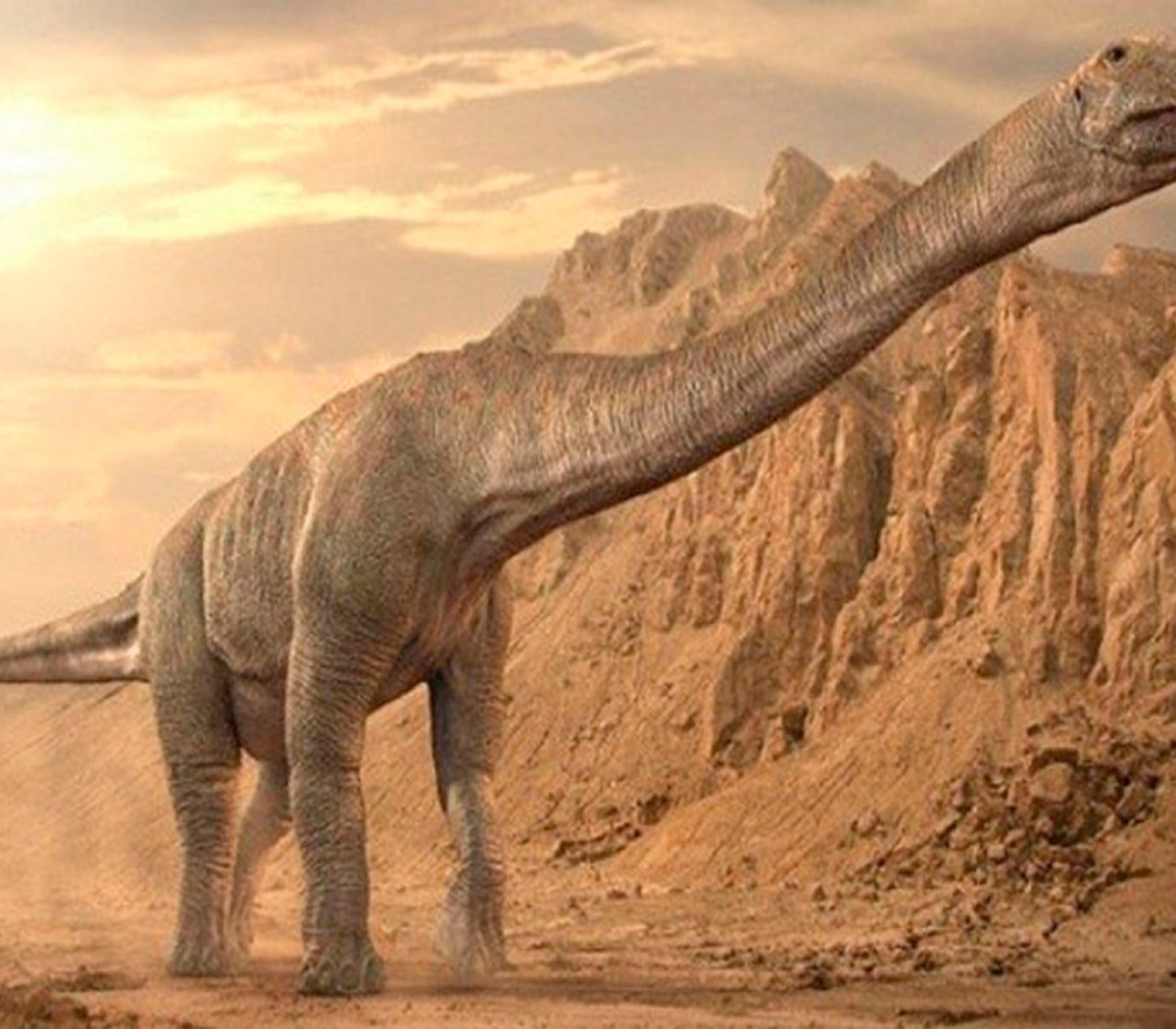 India: hallan 256 huevos fósiles de titanosaurios, uno de los dinosaurios más grandes que existieron | En la región central del país | Página12 India: hallan 256 huevos fósiles de titanosaurios, uno de los dinosaurios más grandes que existieron | En la región central del país | Página12