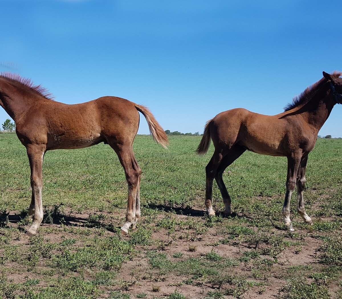 Clonaron un caballo y salió yegua | Por primera vez, científicos argentinos  crean un clon equino con cambio de sexo | Página|12