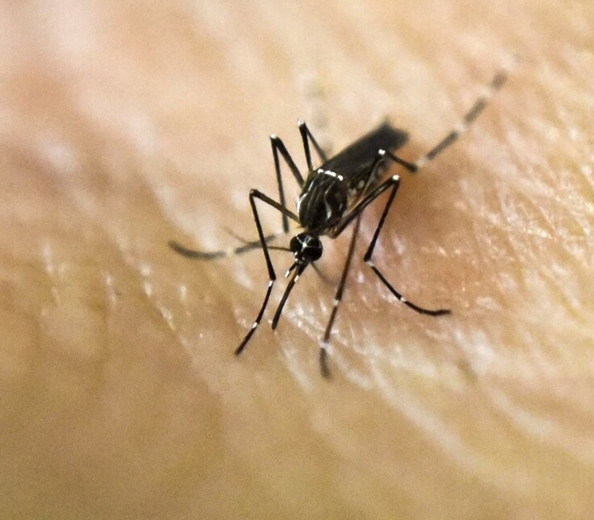 Dengue: por qué puede ser grave una segunda picadura del mosquito  transmisor | Qué se sabe de la vacuna | Página12