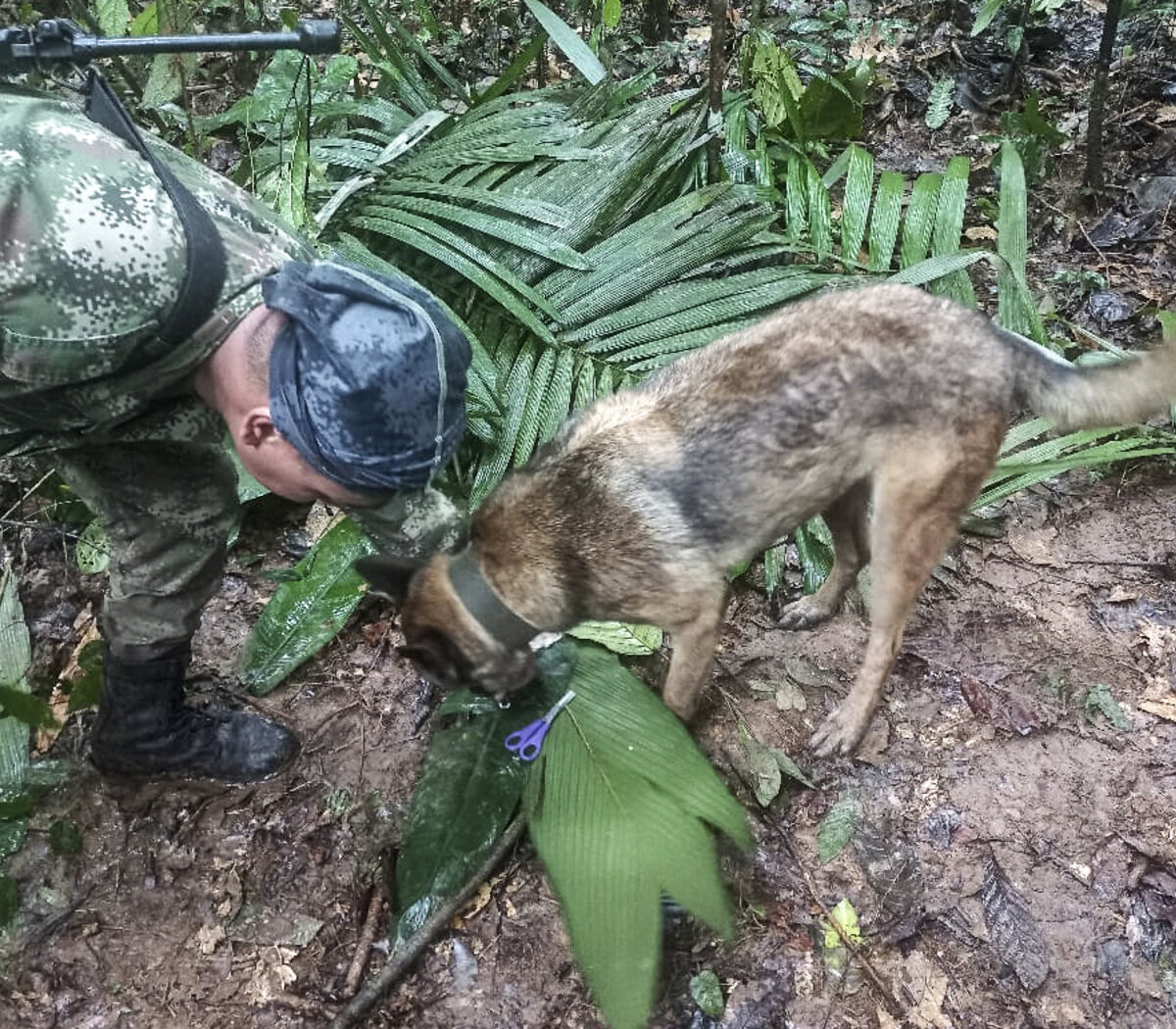 Cómo fue el hallazgo de cuatro niños que sobrevivieron a la caída de una  avioneta y pasaron 17 días en la selva | Milagro en Colombia | Página|12