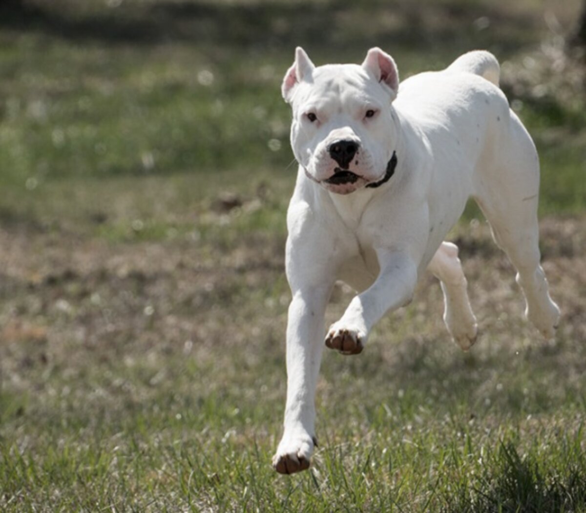 Murió una chica de 15 años tras ser atacada por dos perros dogo en Córdoba  | Un hombre resultó herido | Página|12