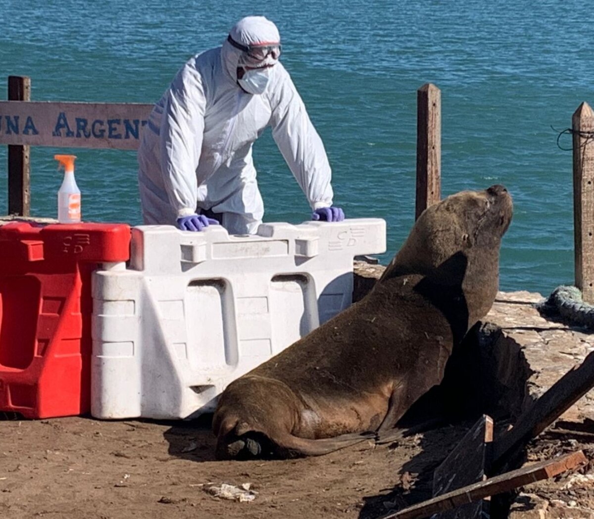 Los animales marinos que se volvieron virales esta la semana