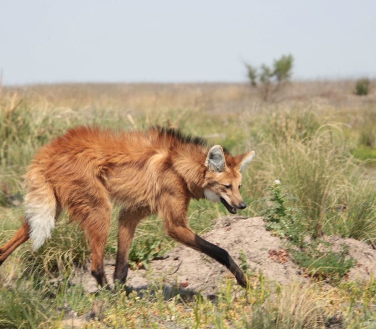 están extintos los perros de agua de san juan